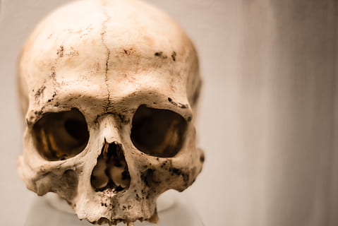 skull, human, horror, skeleton, death, scary, bone, head, fear HD wallpaper
