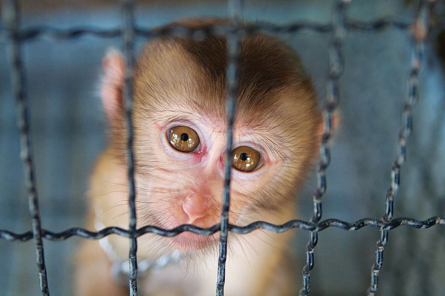 monkey, animal, baby animal, animal rights, sad, eyes, cage, HD wallpaper