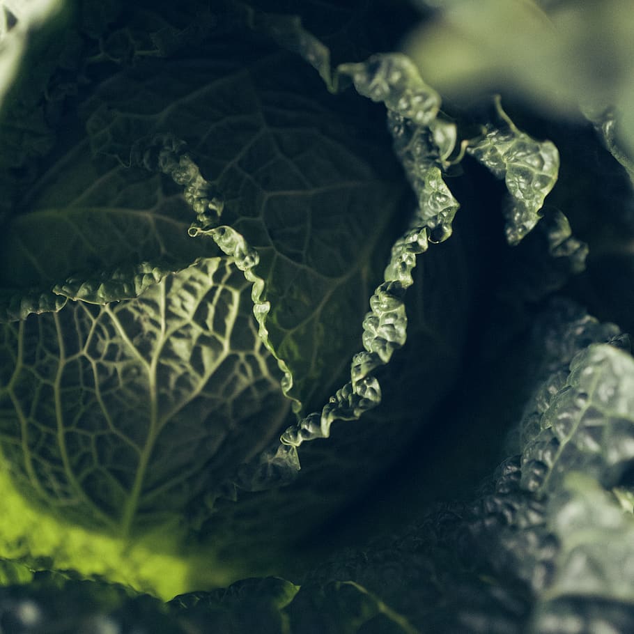 germany, cologne, savoy, cabbage, food, close-up, healthy eating, HD wallpaper