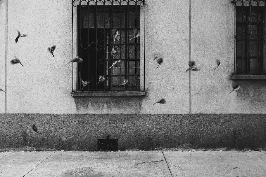 mexico, mexico city, bird, bnw, black and white, birds, outside, HD wallpaper