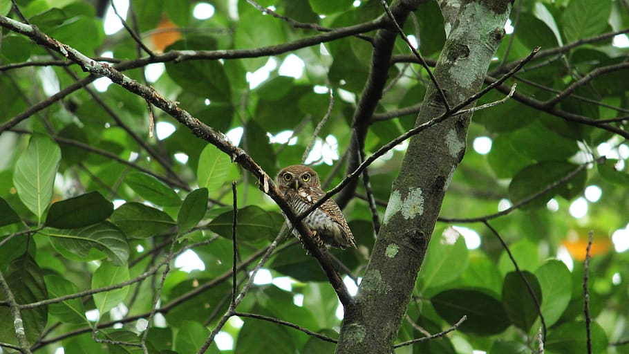 owl, spotted, forest, avian, nature, cute, wild, looking, wilderness HD wallpaper