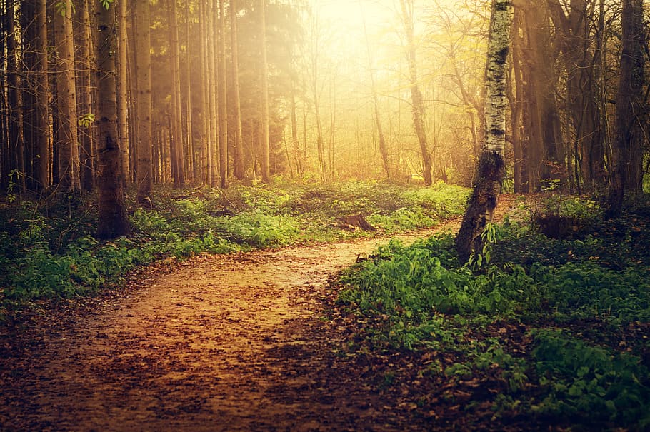 forest, path, trees, nature, autumn, leaves, light, mystical HD wallpaper