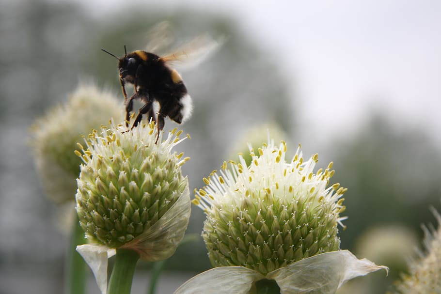 bumblebee, flower, onion, hummel, zwiebelblüte, bliss, animal themes HD wallpaper