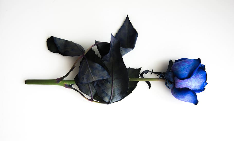 lithuania, klaipėda, flower, inked, blue, white, close-up, HD wallpaper