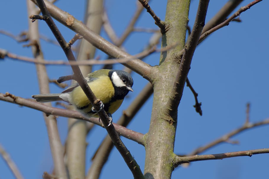 chickadee, bird, tits, on the tree, natural, nature, vertebrate HD wallpaper