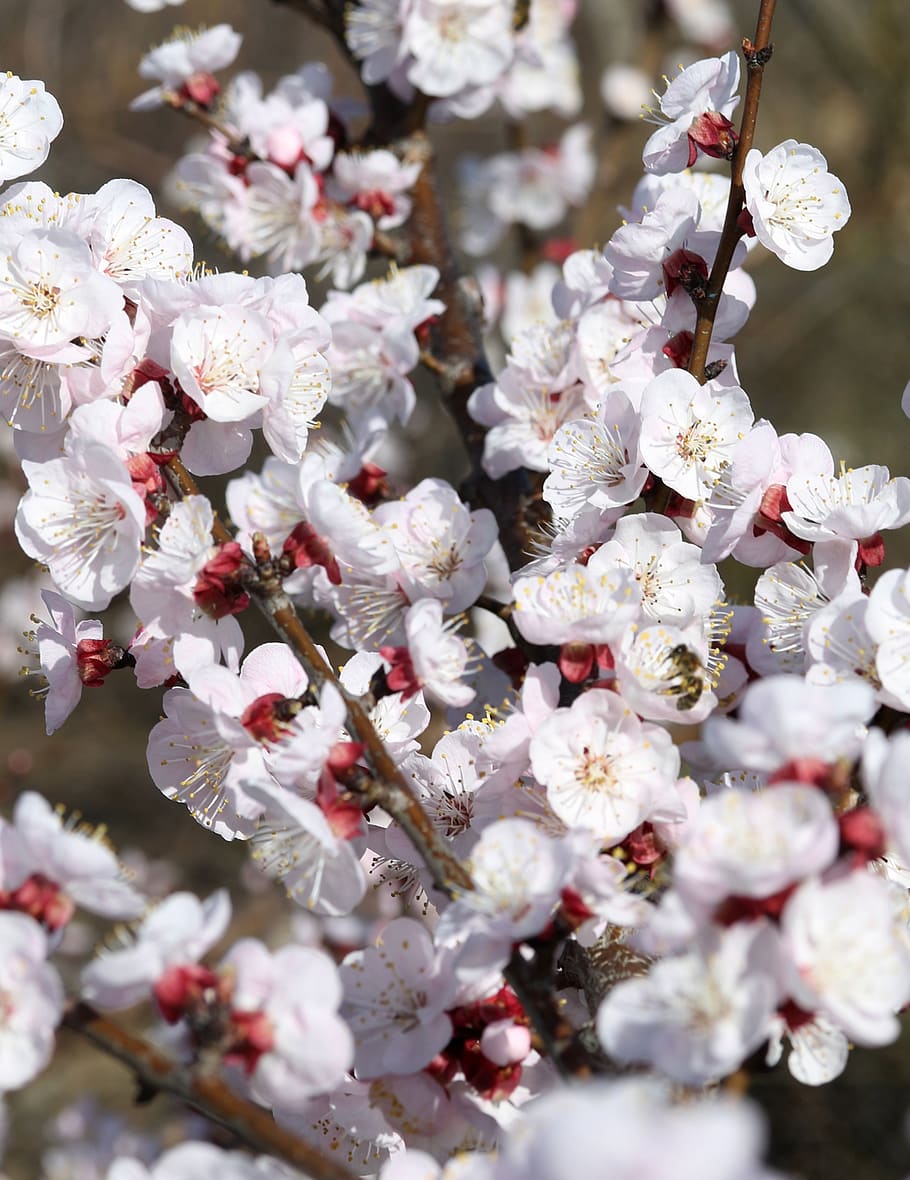 flowers, white, tree, casey, spring, nature, flowering plant HD wallpaper