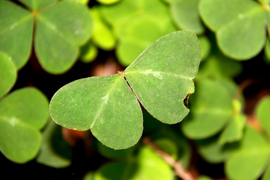 creative, butterfly, clovers, green, macro, leaf, plant part HD wallpaper