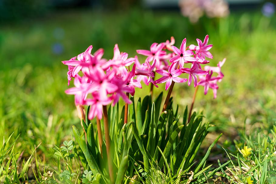 spring, flower, plant, easter, warm, summer, blossom, bloom HD wallpaper