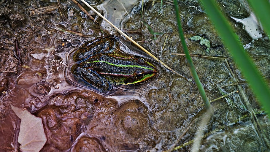 frog, toad, pond, animal, water, amphibian, frog pond, water frog HD wallpaper