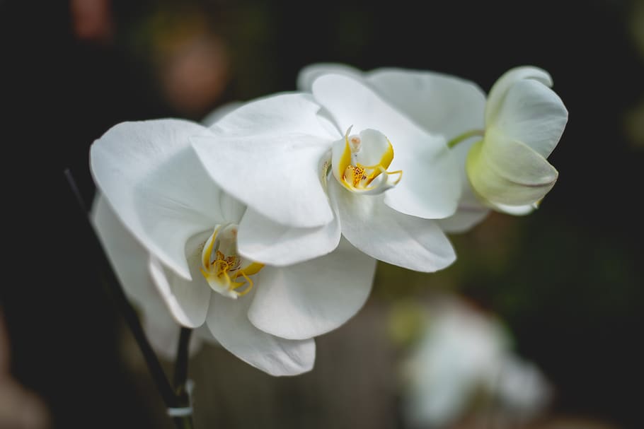 white moth orchid, flower, flowering plant, fragility, beauty in nature HD wallpaper