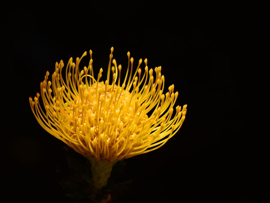 macro, black, contrast, yellow, flower, protea, studio shot HD wallpaper