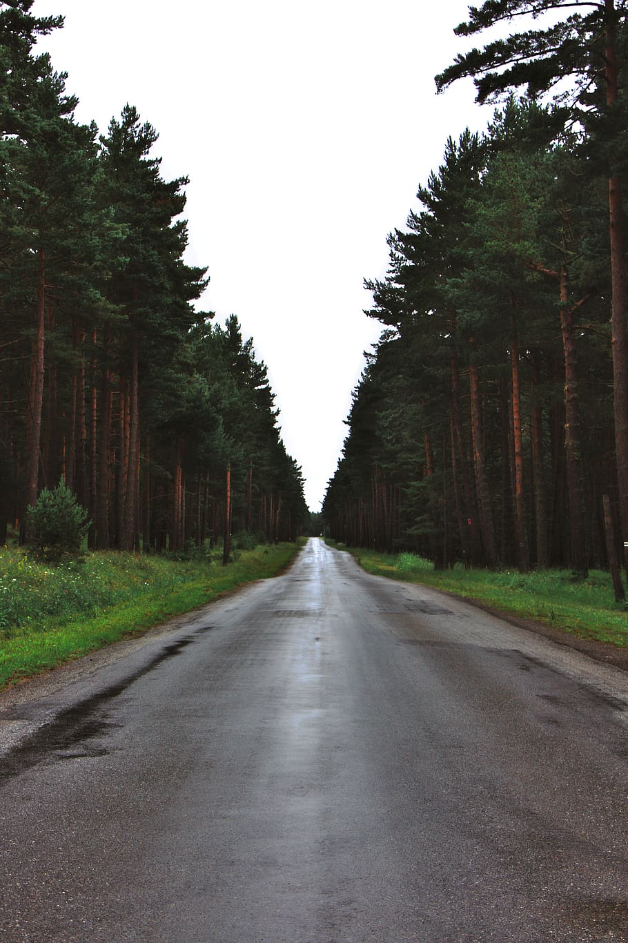 france, les angles, moody, cloudy, forest, green, road, rain HD wallpaper