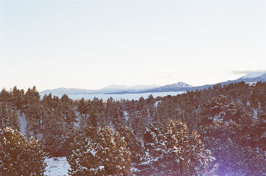 Aerial Shot of Trees, forest, snow, winter, mountain, scenics - nature HD wallpaper