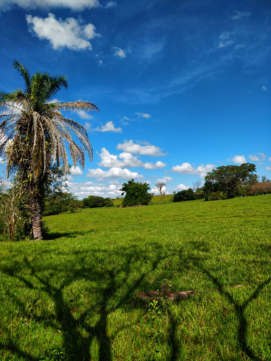summer, outdoors, nature, field, grassland, plant, tropical HD wallpaper
