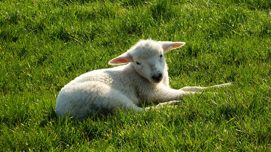 lamb, sheep, easter, pasture, grass, wool, animal, cattle, rural HD wallpaper