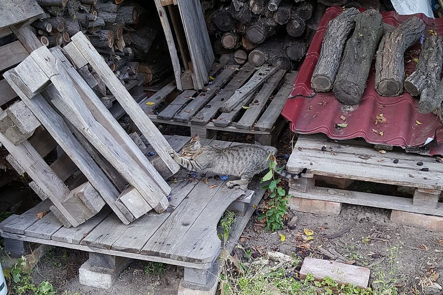 cat, scratching, pet, wood, brown, animal, cute, spotted, farm HD wallpaper