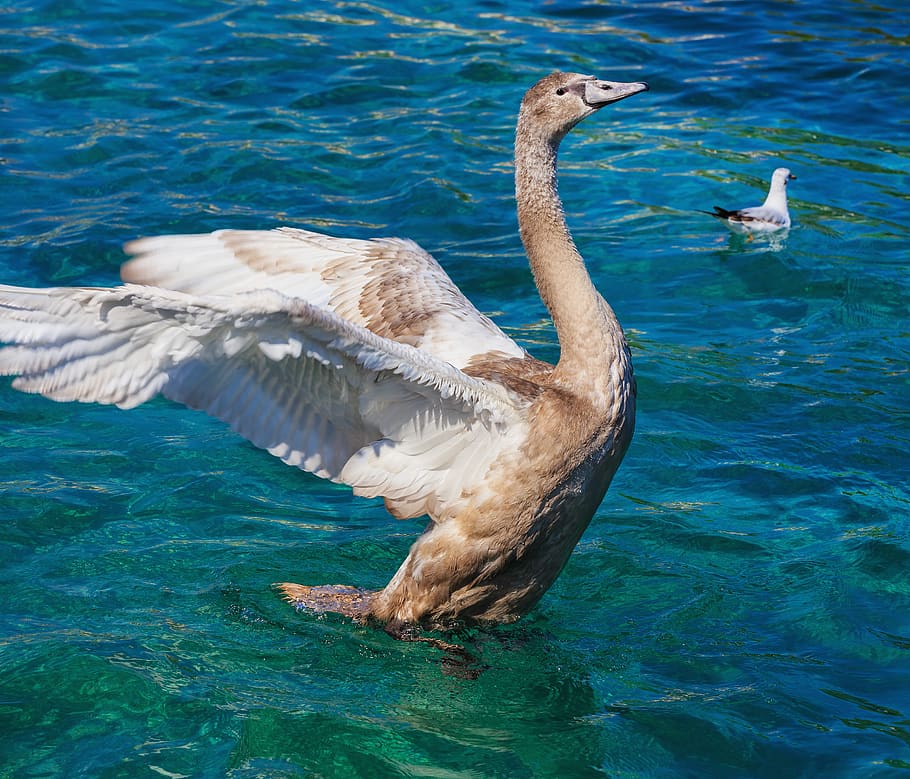 Brown and White Goose on Clear Water, animals, aqua, close-up HD wallpaper
