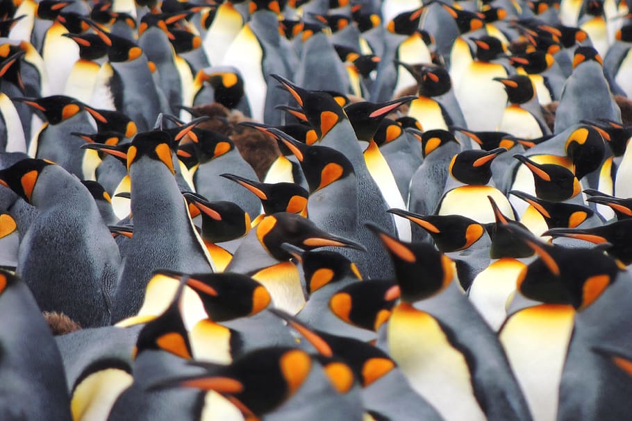 Penguins, animals, group of animals, animals in the wild, animal wildlife HD wallpaper