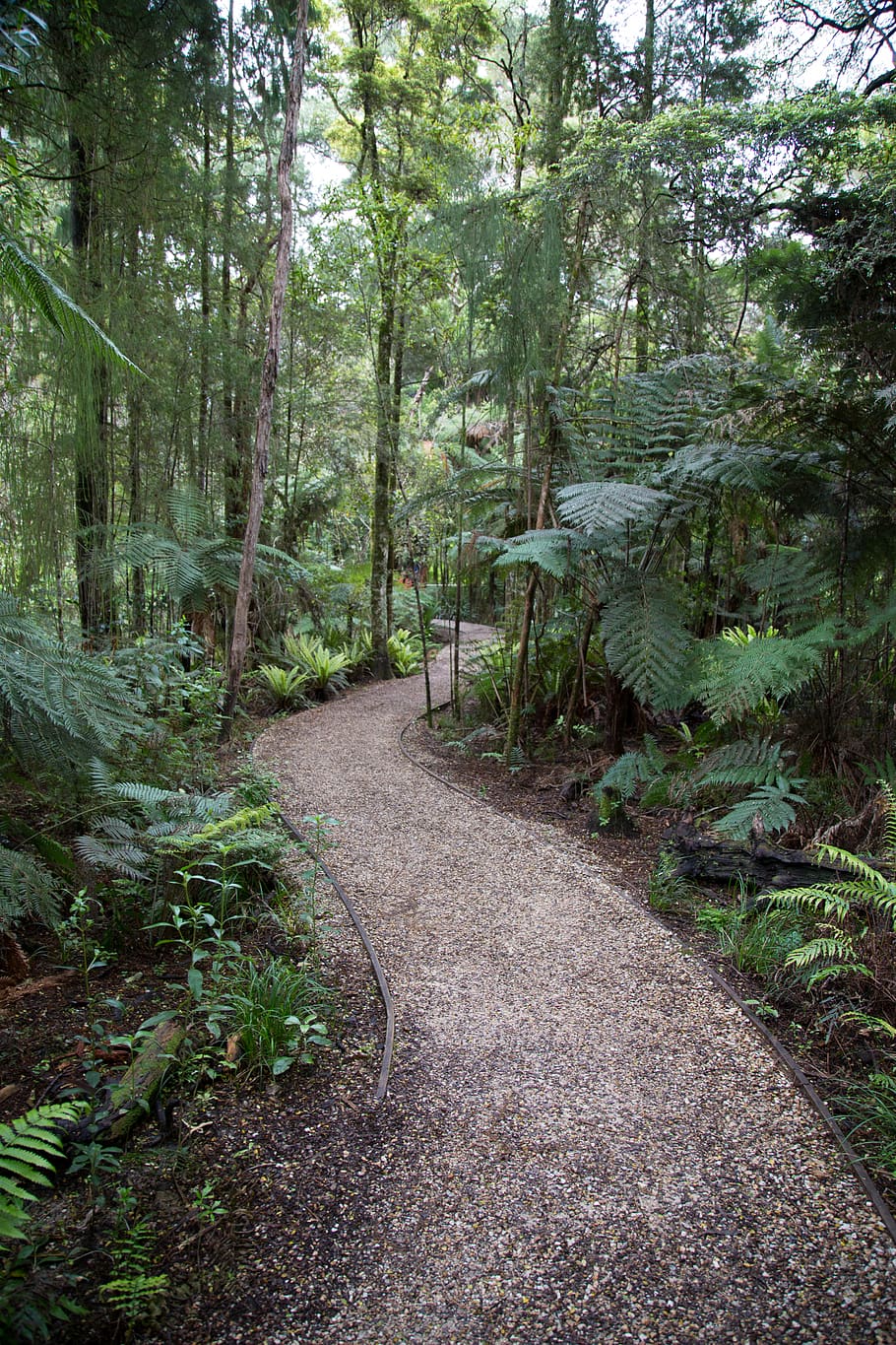 forest with pathway, road, gravel, plant, vegetation, dirt road HD wallpaper
