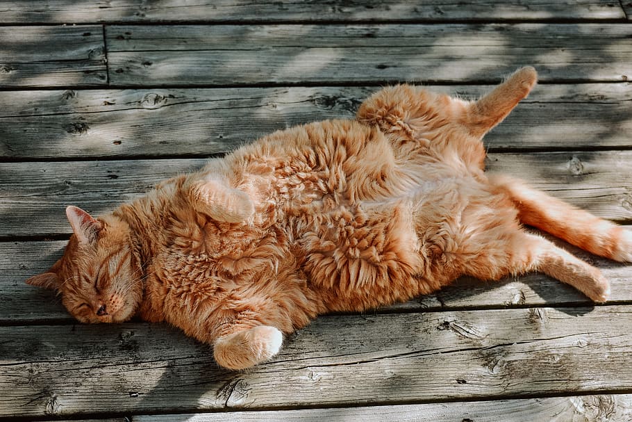 long-haired orange cat, mammal, pets, domestic animals, relaxation HD wallpaper