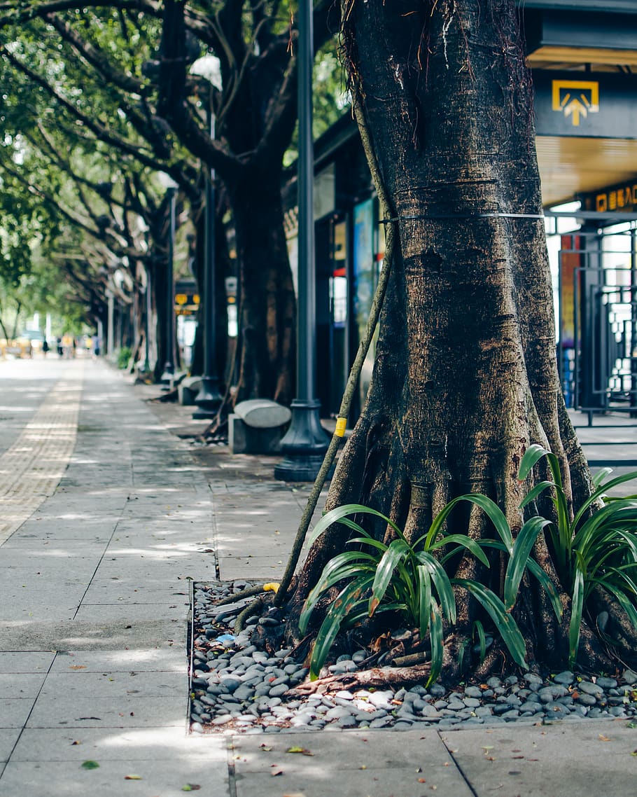china, guangzhou, trunk, tree, tree trunk, plant, architecture HD wallpaper