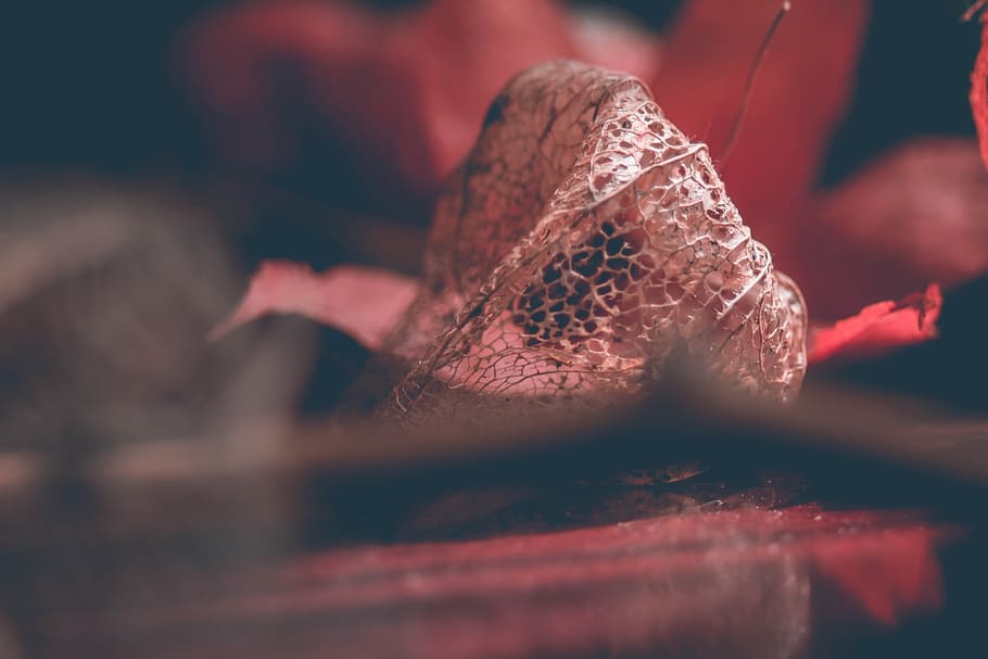 physalis, flower, selective focus, close-up, no people, red HD wallpaper