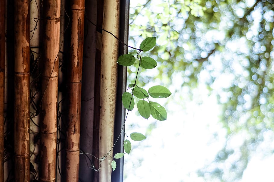 plant, green, leaf, plant part, tree, growth, nature, no people HD wallpaper