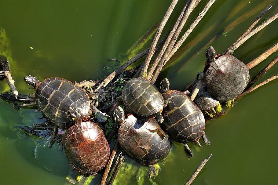 painted, turtle, tortoise, animal, wild, nature, river, lake HD wallpaper