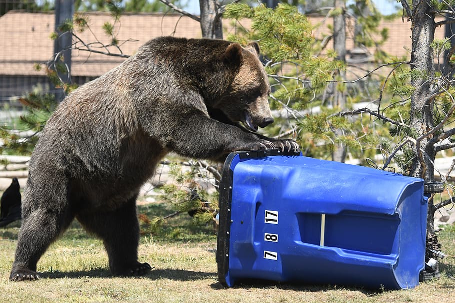 bear, trash, grizzly, animal, mammal, animal themes, one animal HD wallpaper
