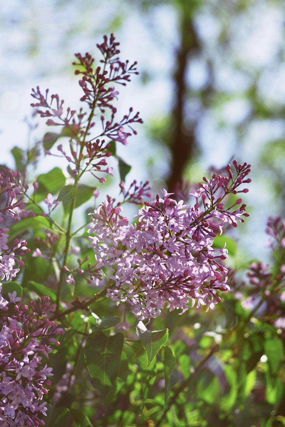 flowering plant, fragility, vulnerability, growth, beauty in nature HD wallpaper