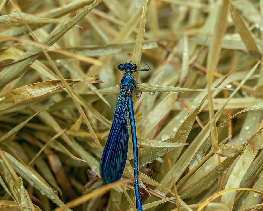 insect, nature, spring, wings, blue, pollen, outdoor, summer HD wallpaper