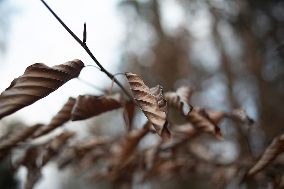 dried leaf, plant, tree, light, vegetation, grass, crystal, nature HD wallpaper