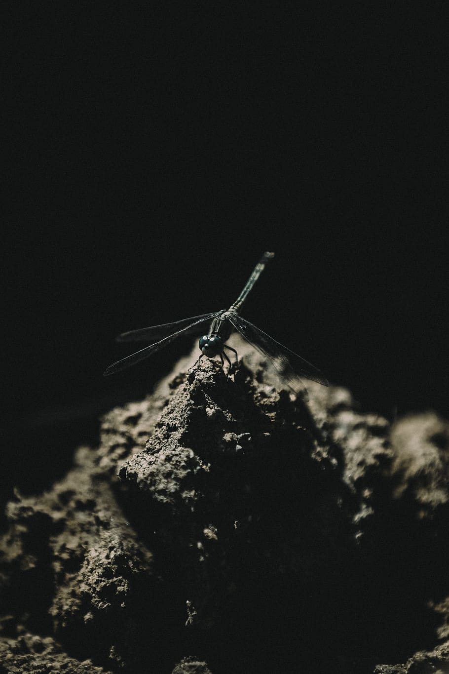 Shallow Focus Photography of Dragonfly on Soil, black and white HD wallpaper