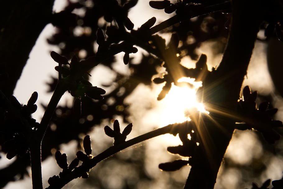 backlighting, tree, aesthetic, silhouette, contour, black, dark HD wallpaper