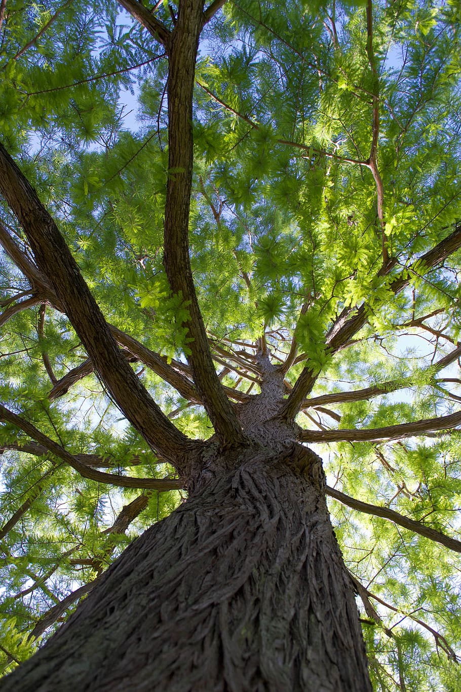 italy, rome, tree, plant, tree trunk, low angle view, growth HD wallpaper