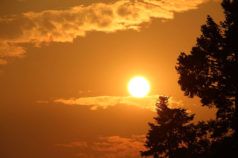 belgium, trees, sun, sky, clouds, sunset, beauty in nature HD wallpaper