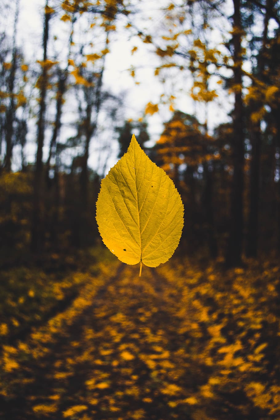 yellow leaf, plant part, autumn, tree, nature, change, beauty in nature HD wallpaper
