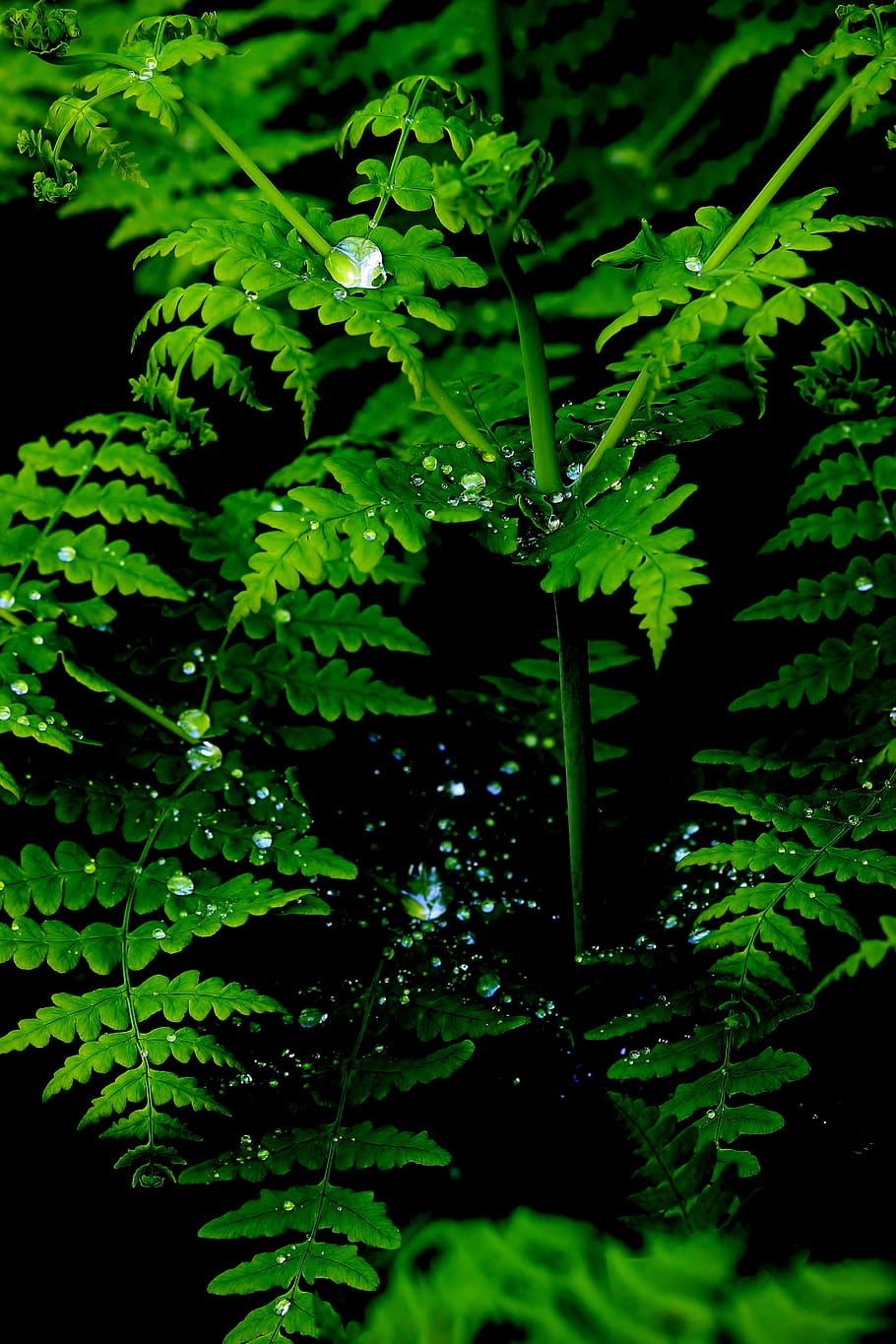 Green Leaf Plant, bracken, branch, bright, close-up, color, dewdrops HD wallpaper
