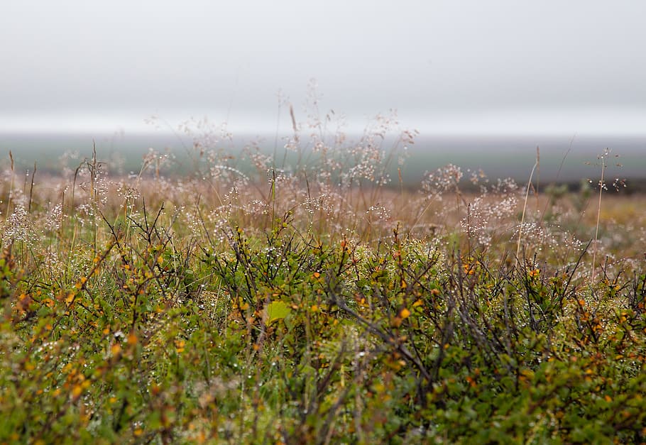 iceland, ásbyrgi, plant, growth, beauty in nature, flower HD wallpaper