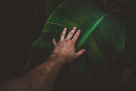 person touching banana leaf, hand, arm, plant, palm, dark, green HD wallpaper