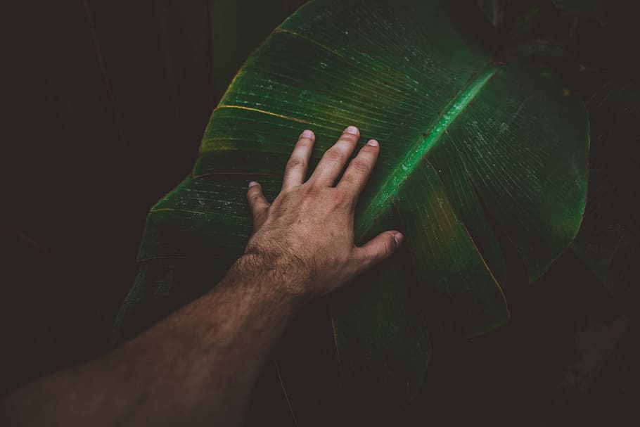 person touching banana leaf, hand, arm, plant, palm, dark, green, HD wallpaper