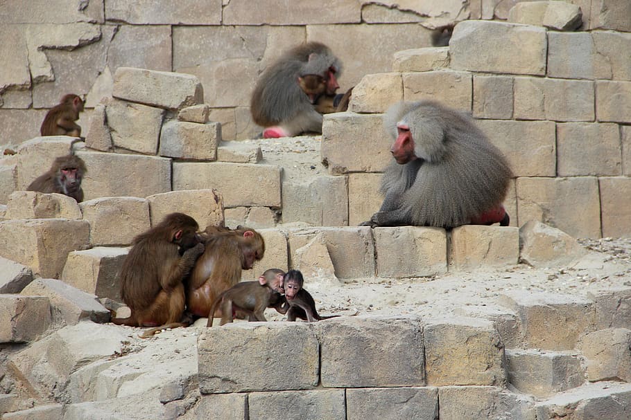 monkey, zoo, animals, ape, nature, primate, wildlife, group of animals HD wallpaper