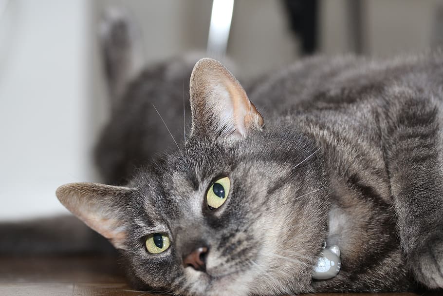 grey cat, cats, flo, domestic cat, pets, one animal, domestic animals HD wallpaper