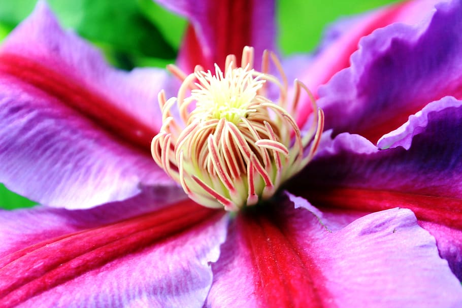 clematis, flower, macro, up close, petal, petals, filament HD wallpaper