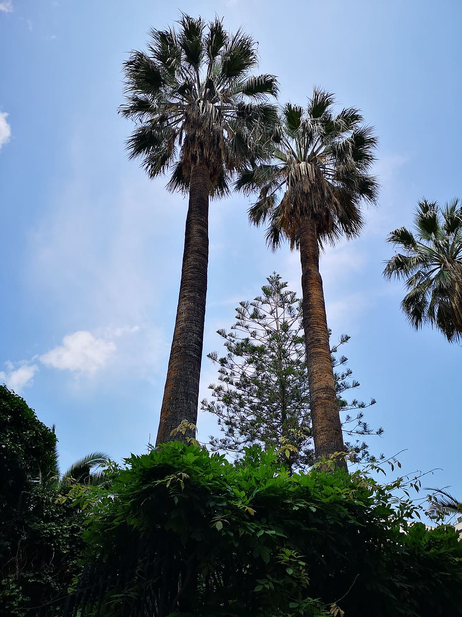 palm, trees, green, sky, blue, plant, palm tree, trunk, tree trunk HD wallpaper