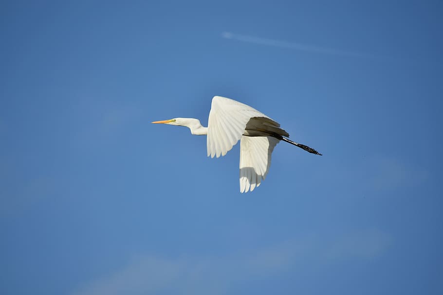 animal, sky, cloud, bird, wild birds, heron, egret, feathers HD wallpaper