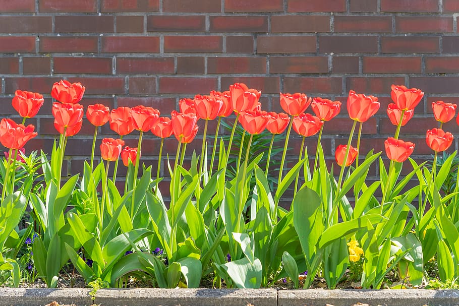 tulips, spring, flowers, garden, nature, flora, plant, red HD wallpaper