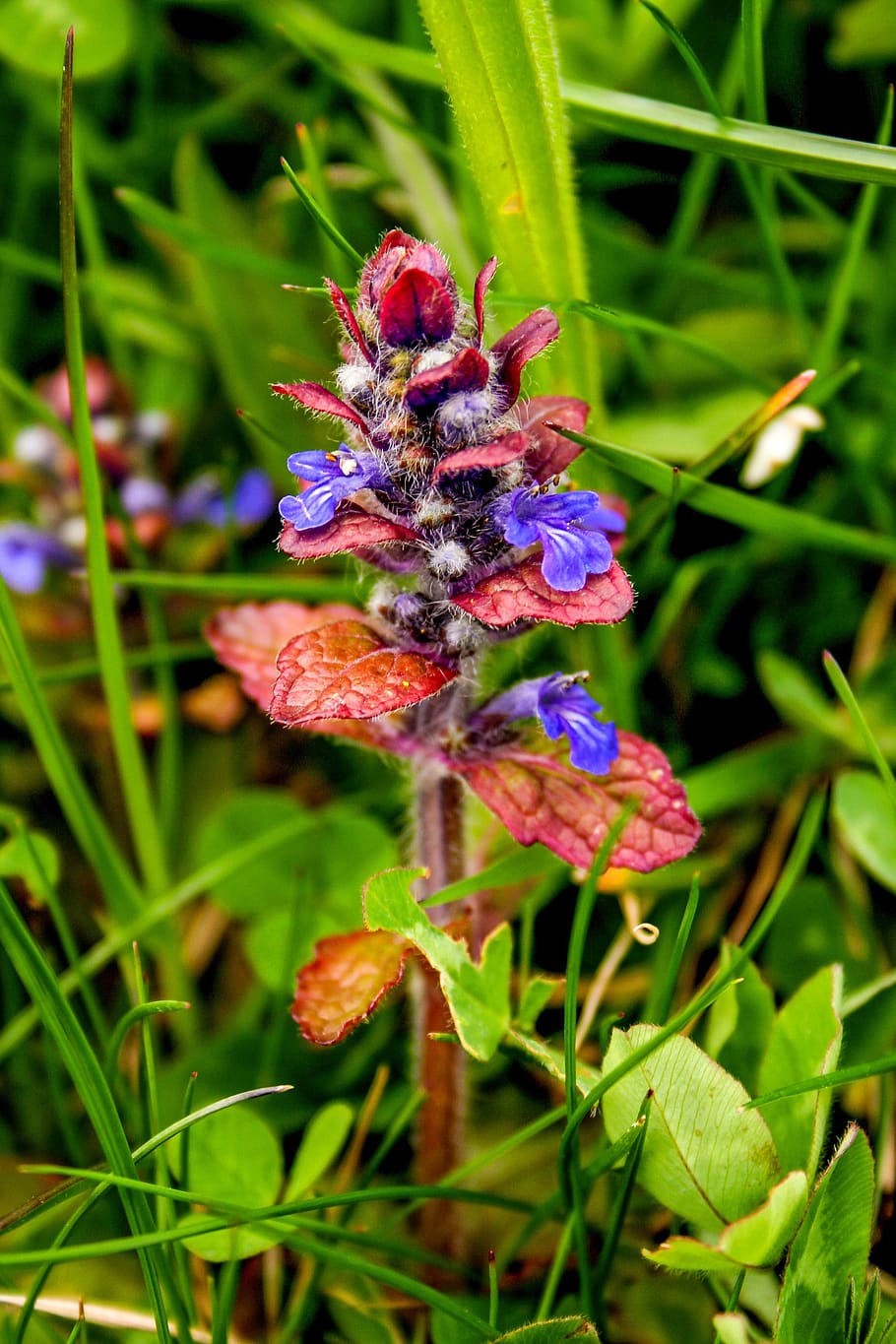 Ajuga 1080P, 2K, 4K, 5K HD wallpapers free download, sort by relevance