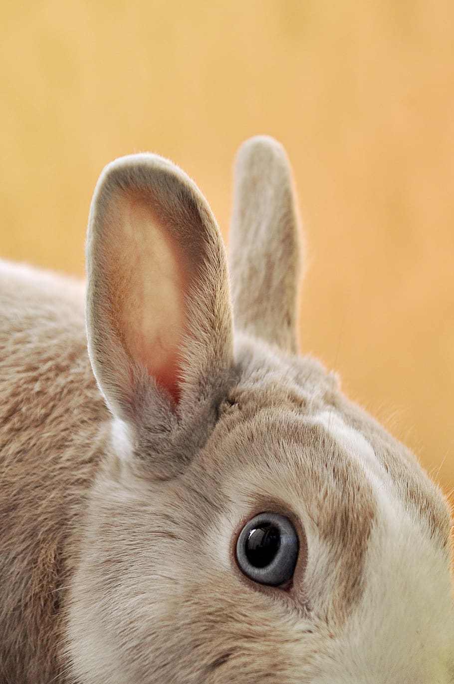 brown and white rabbit, animal, bunny, rodent, mammal, ear, portrait HD wallpaper