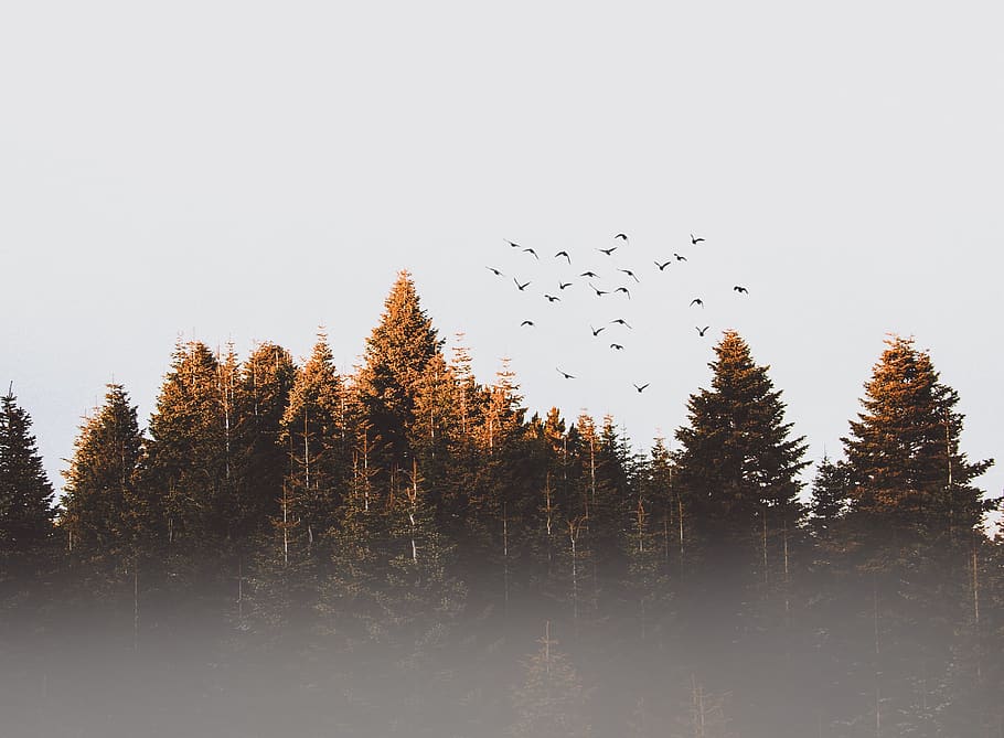 Flock Of Birds, cold, conifer, dawn, daylight, desktop backgrounds, HD wallpaper